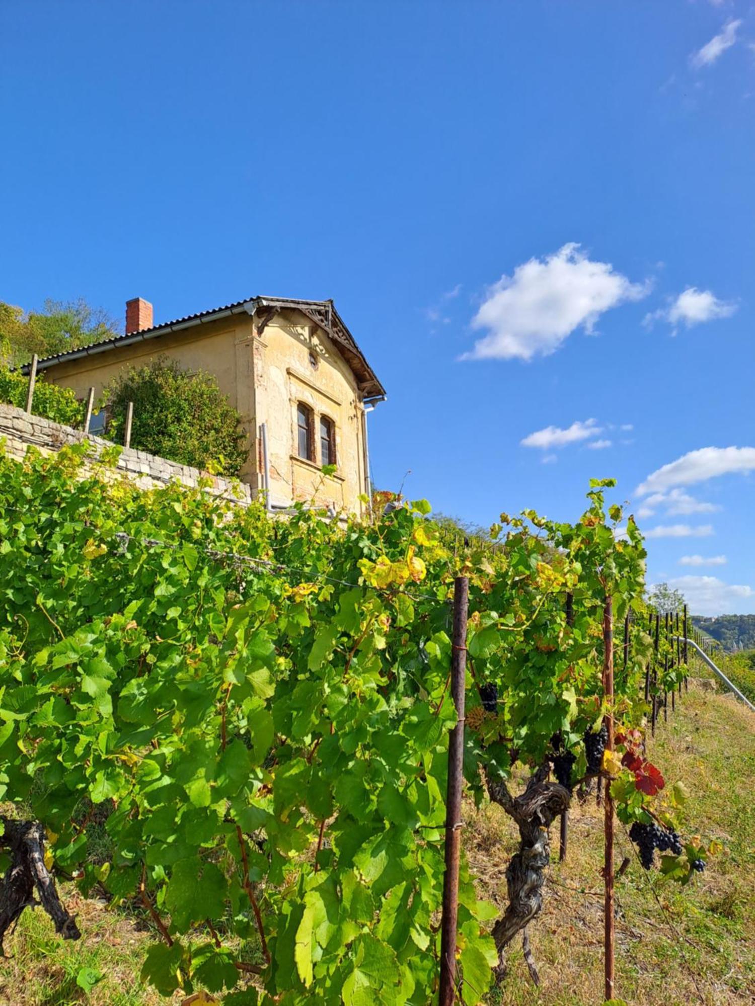 Ferienhaus Und Strausswirtschaft Im Weinberg Freyburg Bagian luar foto